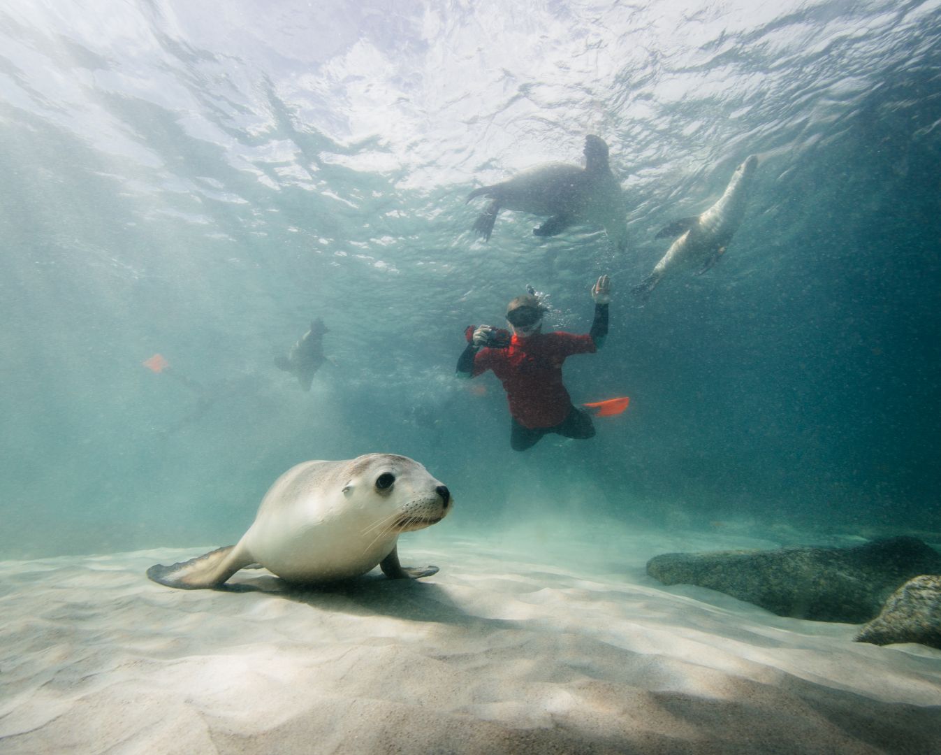Australian Wildlife Journeys