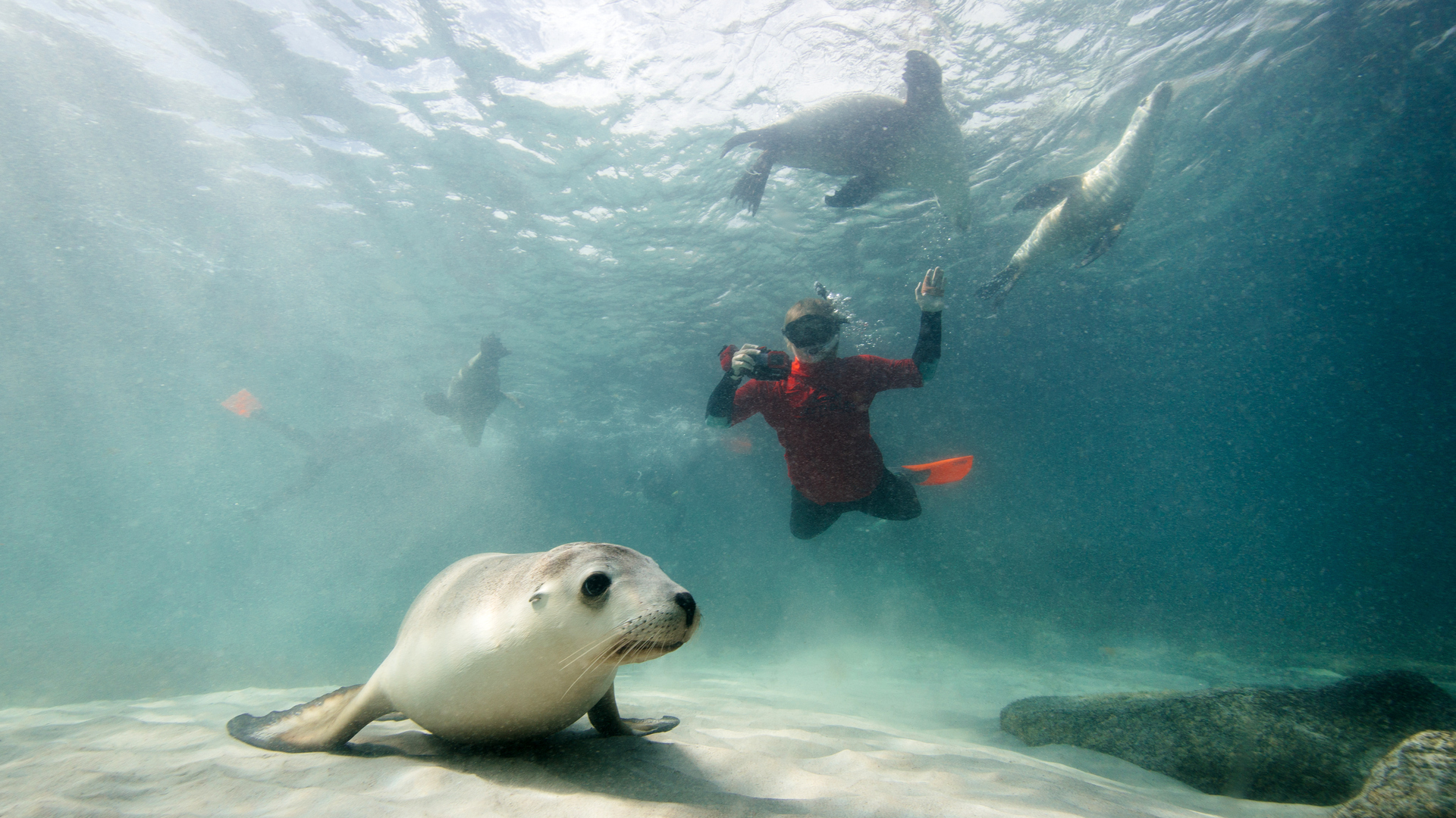 An Australian Wildlife Journeys diving with seals