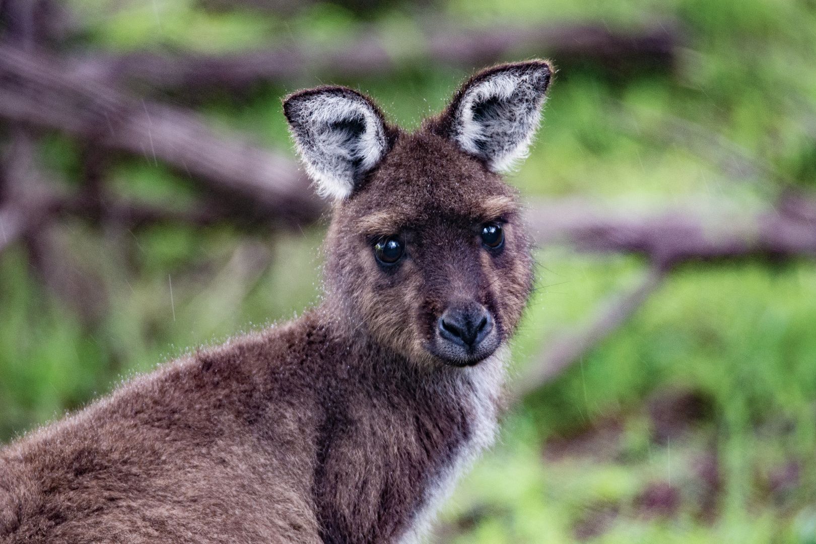 Exceptional Kangaroo Island