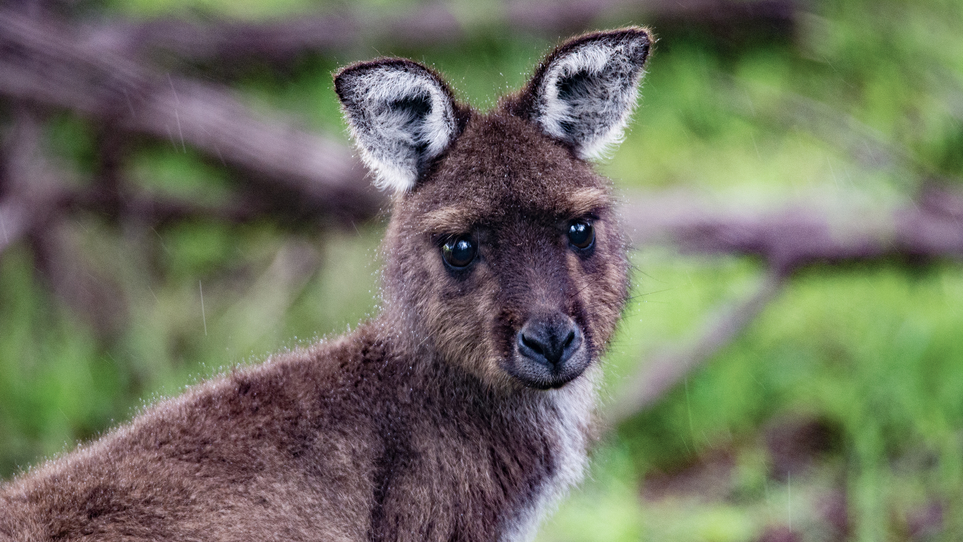 Exceptional Kangaroo Island, Autstralia