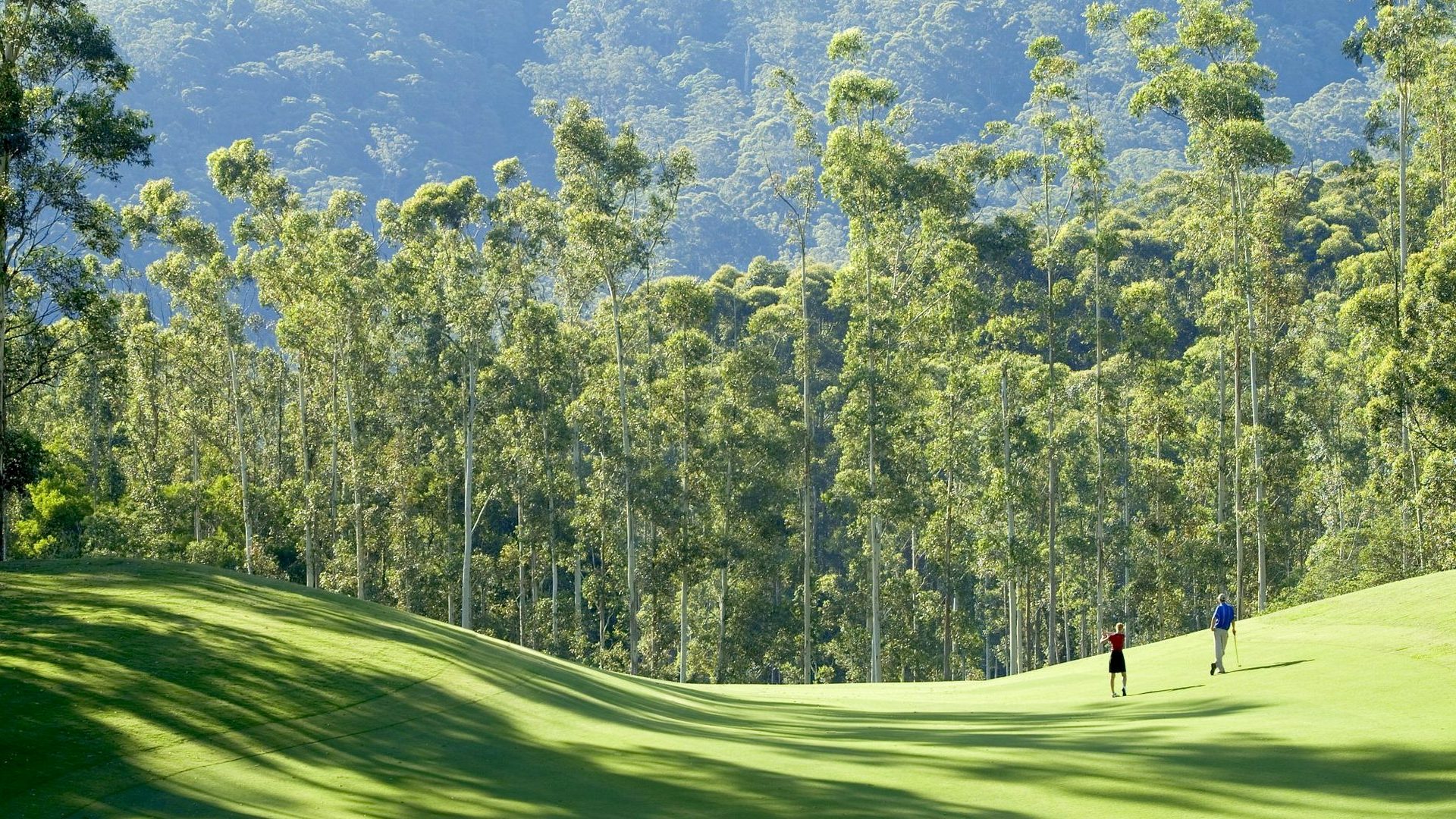 A tree lined green on a Great Golf Courses of Australia golf course