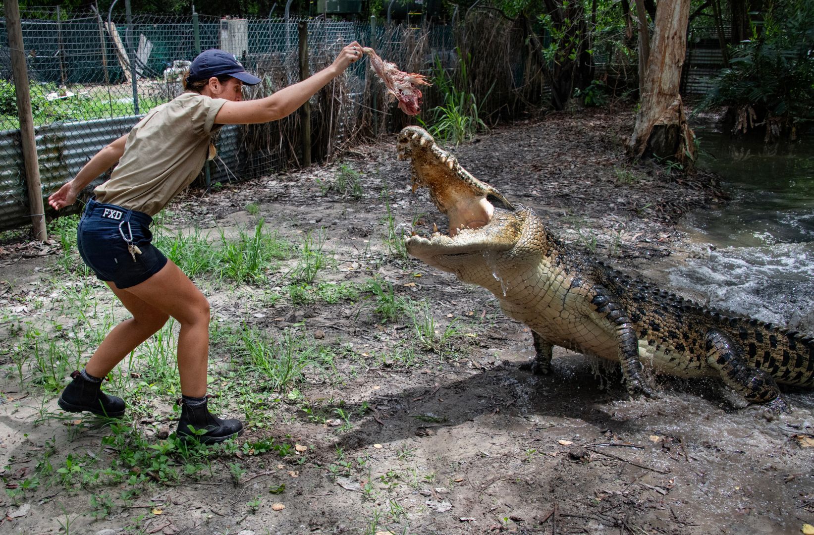 Hartley's Crocodile Adventures