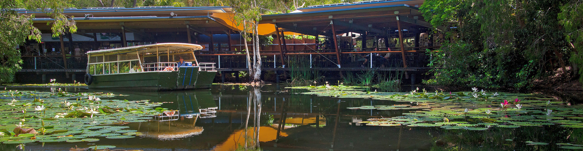 Watch powerfulr croc feedings at Hartley's Crocodile Adventures