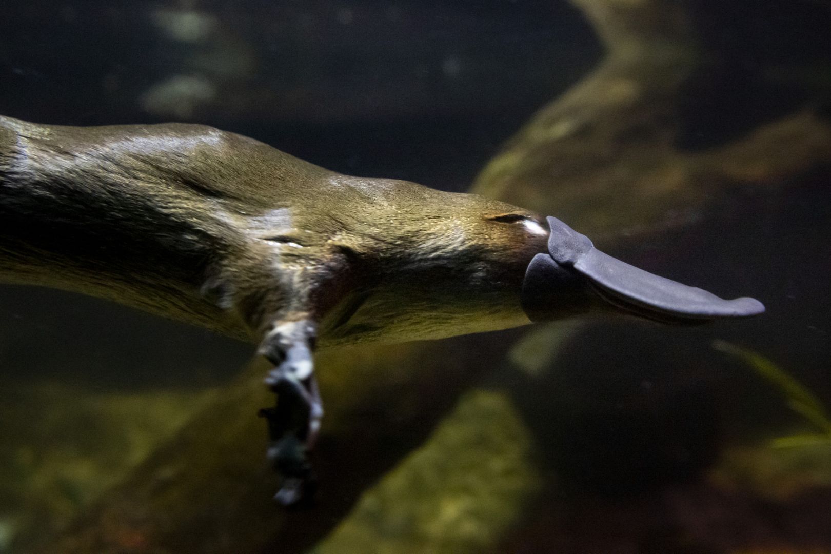 Healesville Sanctuary, Australia