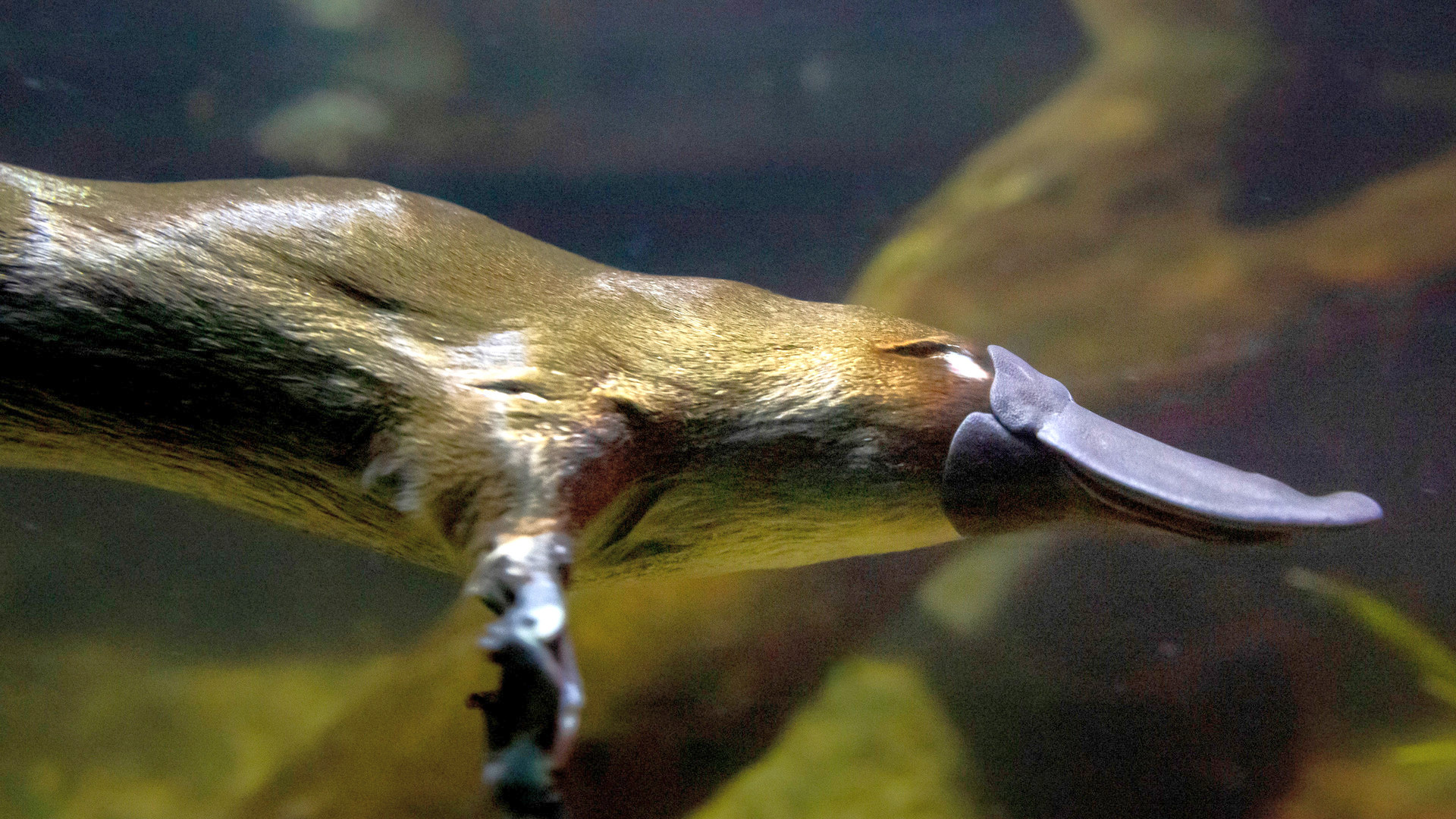 Healesville Sanctuary