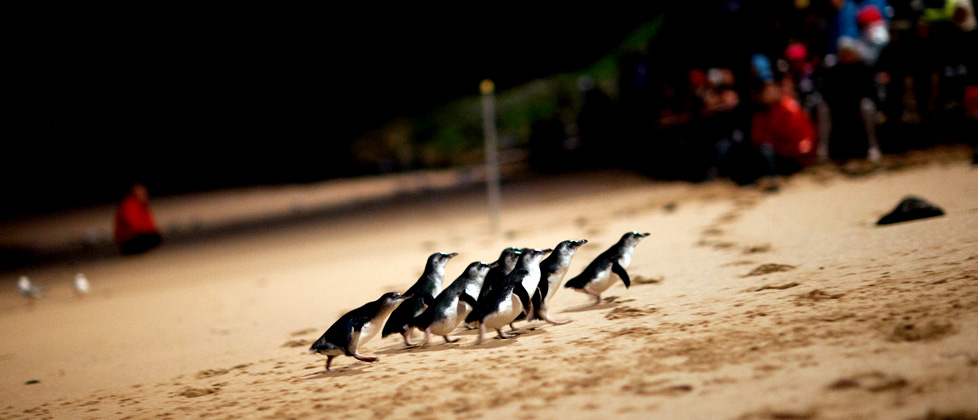 Localing Melbourne Penguins