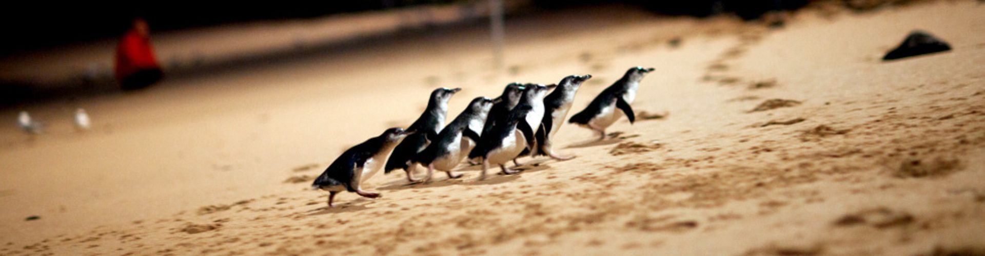 A penguin colony walking on the beach on Phillip Island, Localing Melbourne
