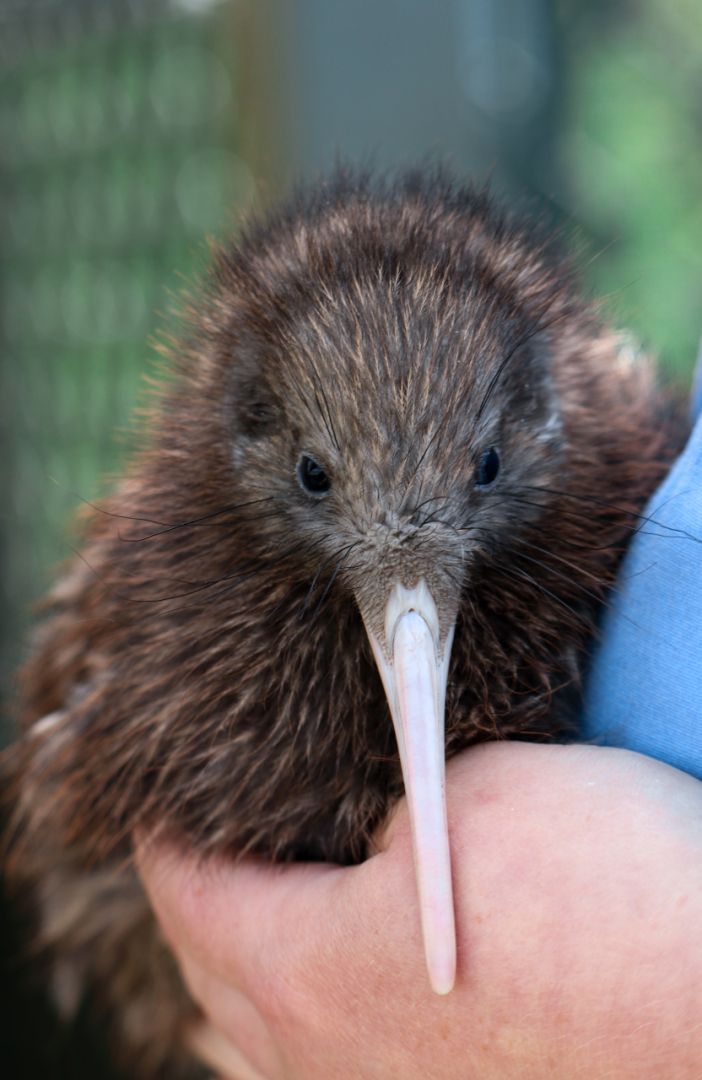 New Zealand's Helpful Information