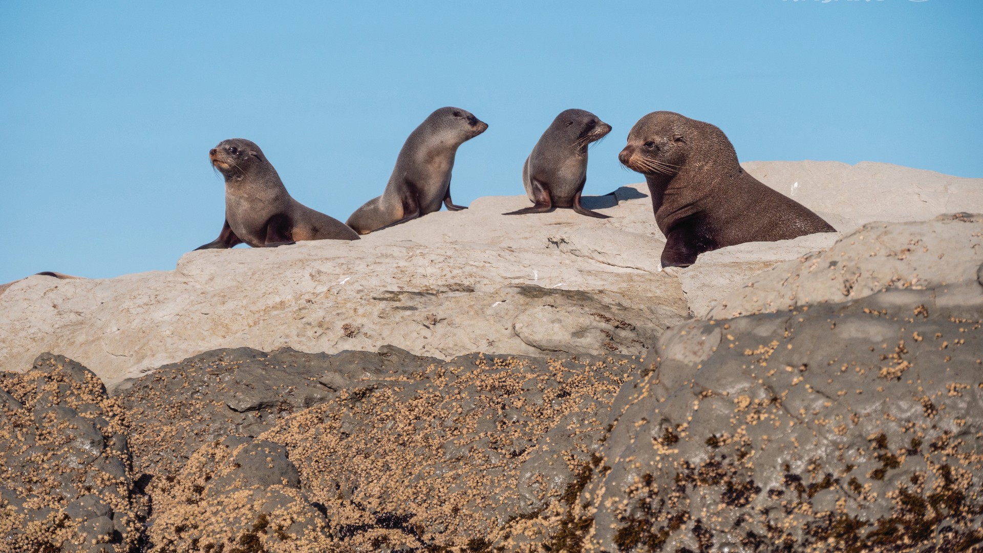 Fur seals sunbathing on rocks that guests can see on a kayaking tour with Kaikōura Kayaks