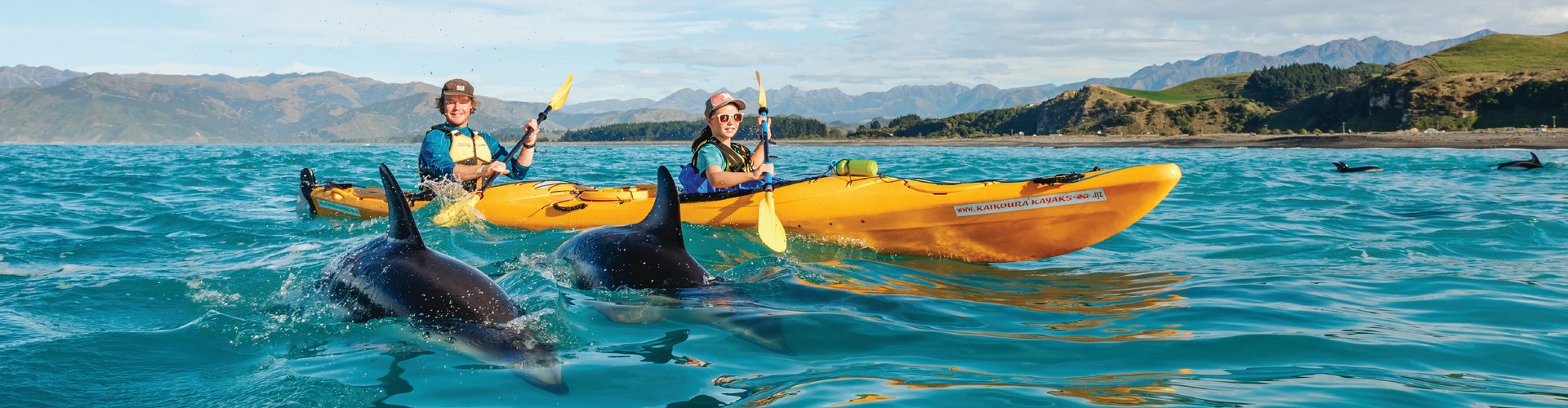 Dolphins swimming next to kayakers paddling around the Kaiōkura coastline