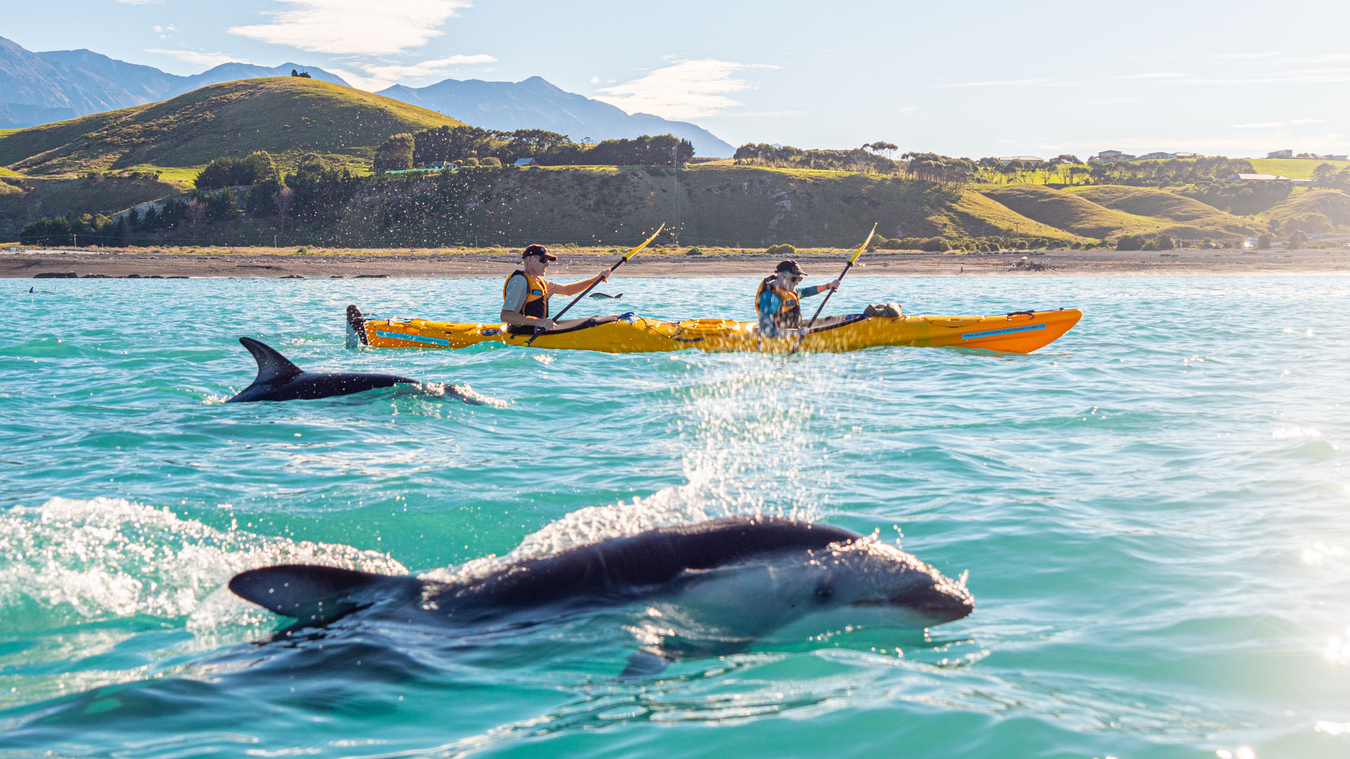 Dolphins swimming next to kayakers paddling around the Kaiōkura coastline