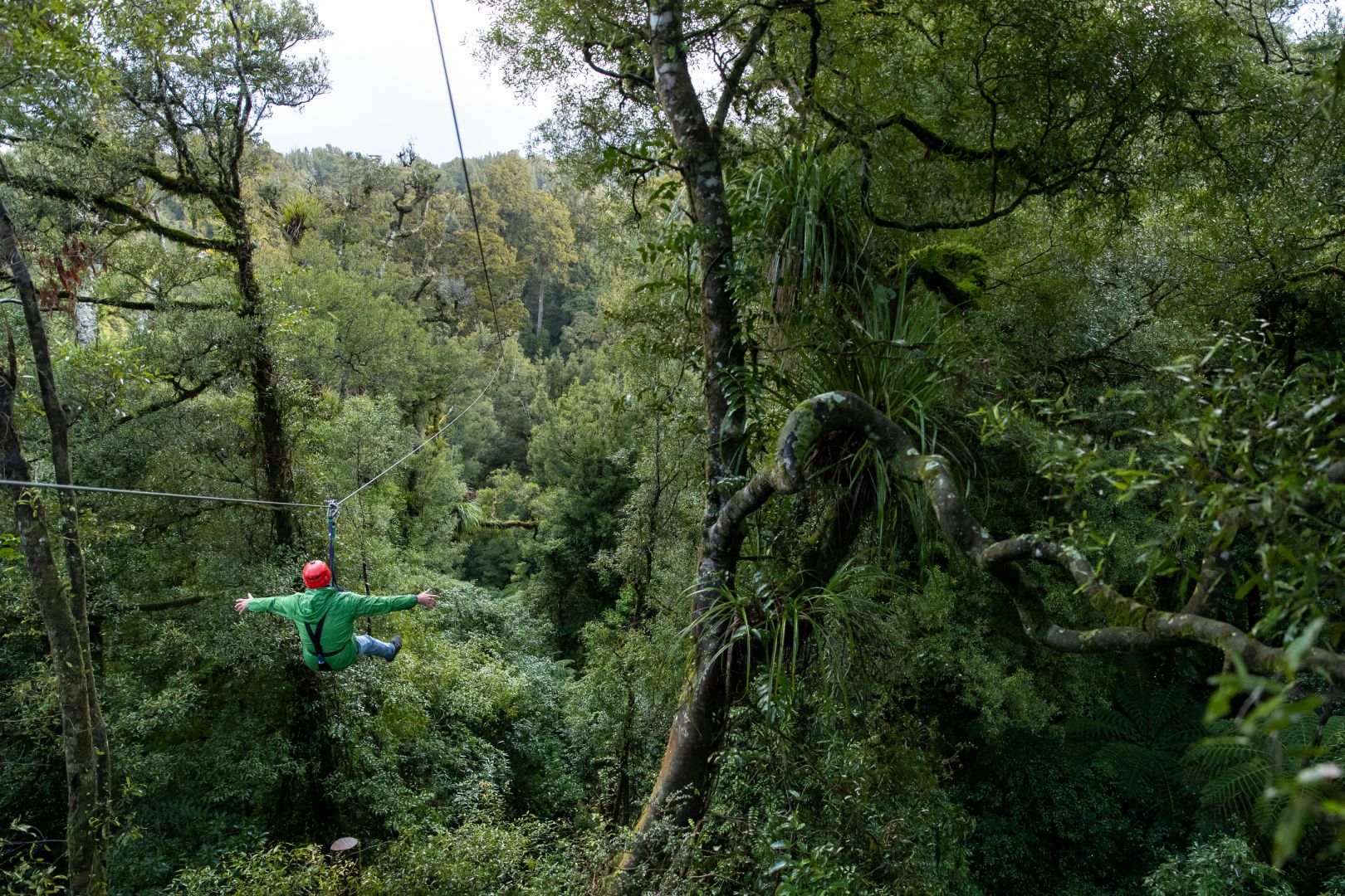 Rotorua Canopy Tours