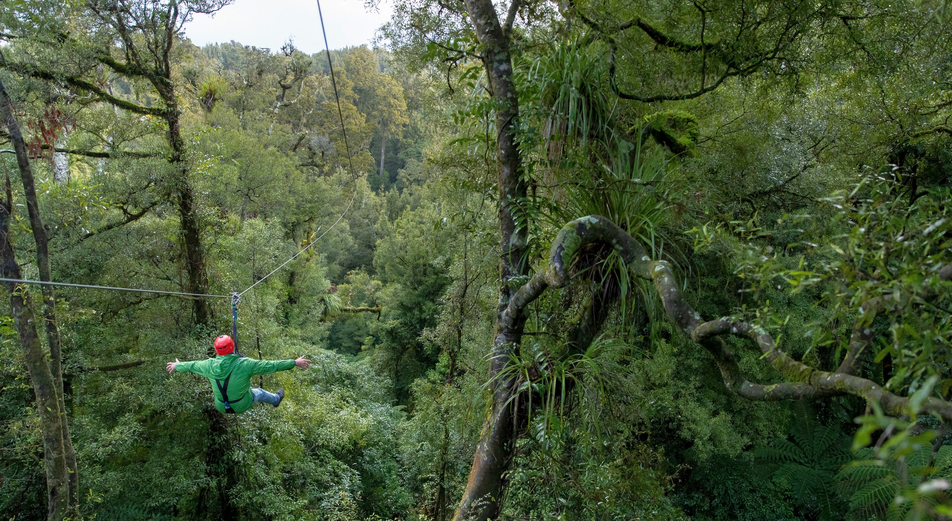 A guest ziplining through regenerated forest with Rotorua Canopy Tours