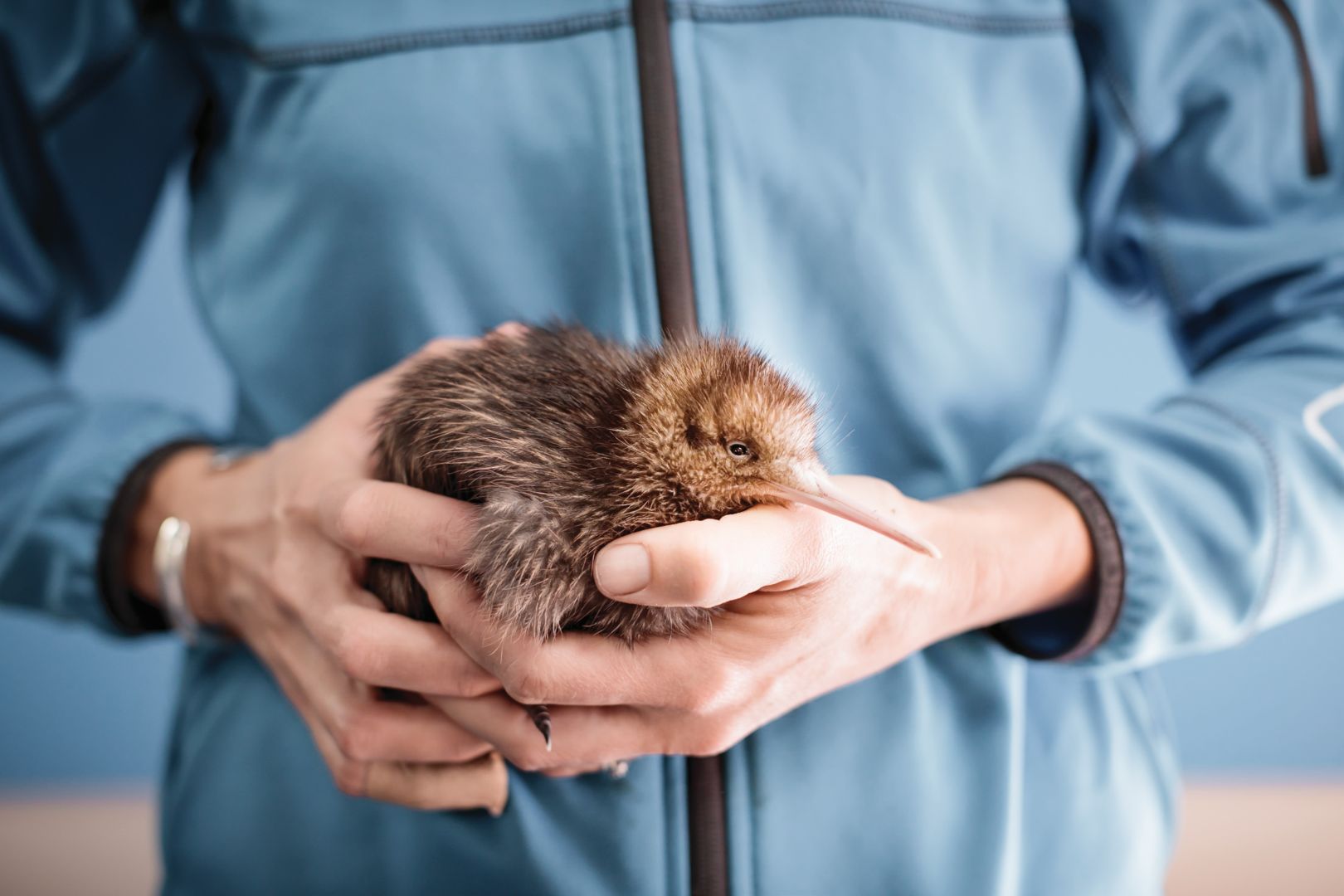 The National Kiwi Hatchery Aotearoa