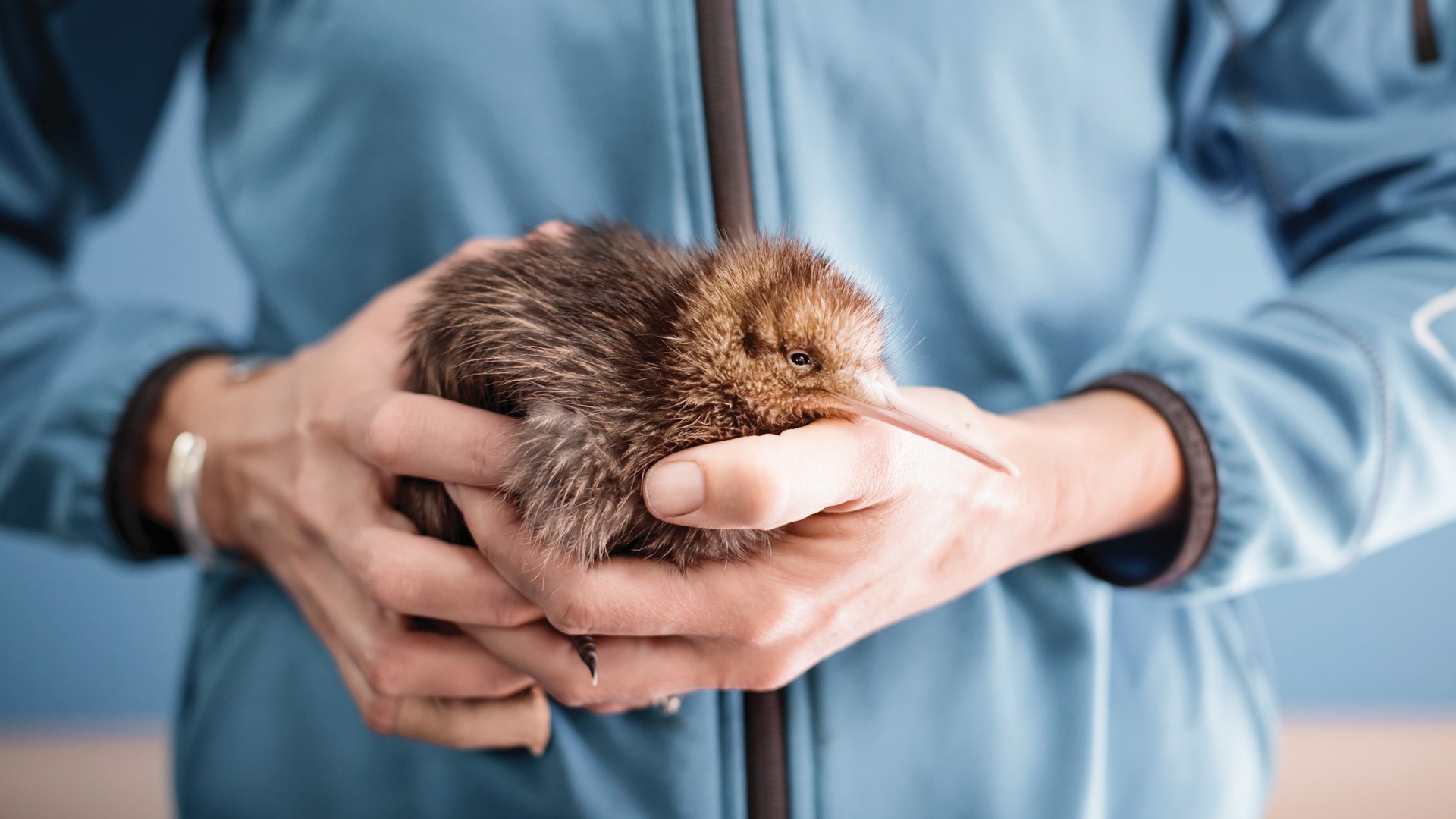 A young Kiwi bird, at The National Kiwi Hatchery Aotearoa