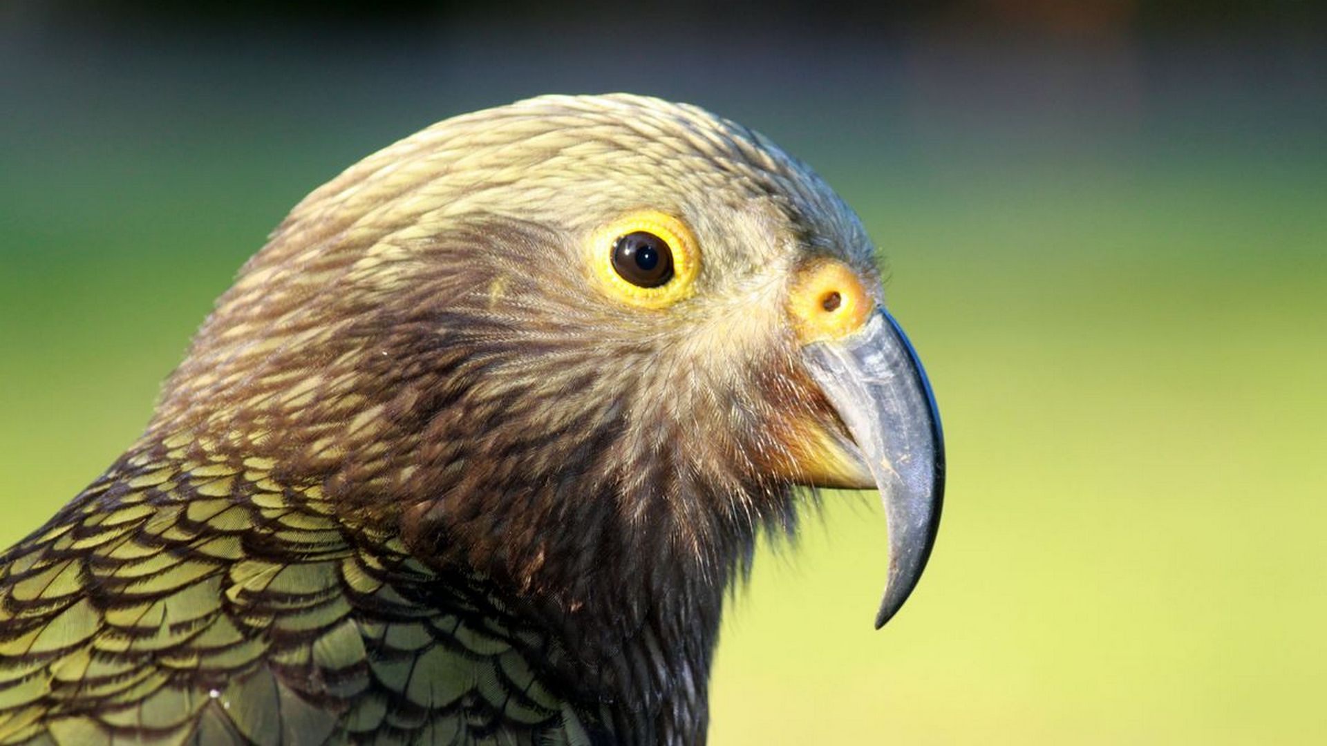 Wilderness Lodge Arthur's Pass is a stylish family-owned and operated nature lodge