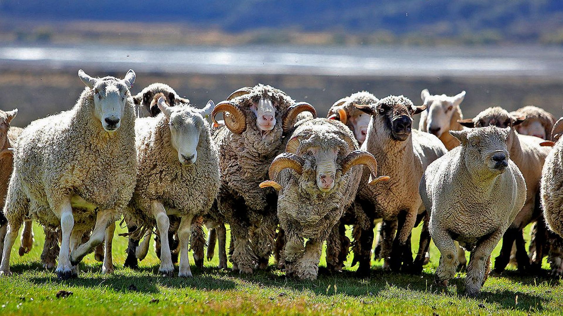 Wilderness Lodge Arthur's Pass