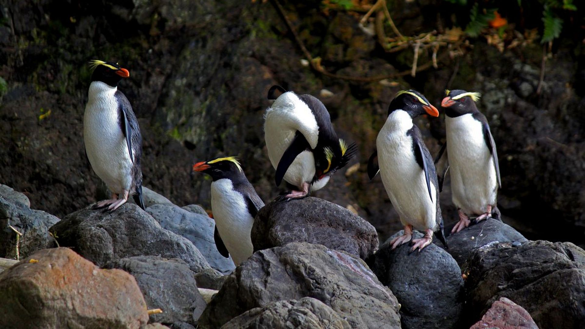 Explore the pristine coastline, kayak rainforest lakes, fish for brown trout and find rare birdlife, fur seals and the charismatic tawaki penguin.
